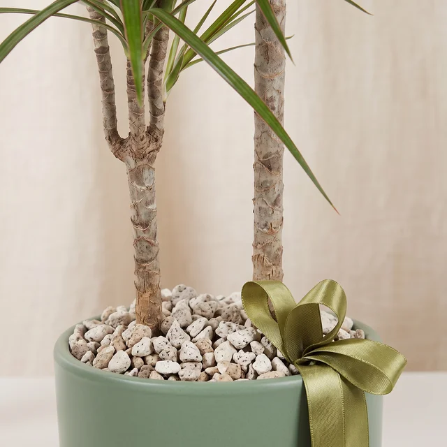 Elegant Two-Stem Marginata Bitkisi