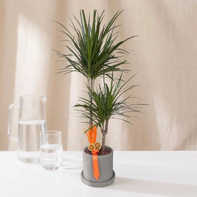 Urban Jungle Dracaena Bitkisi