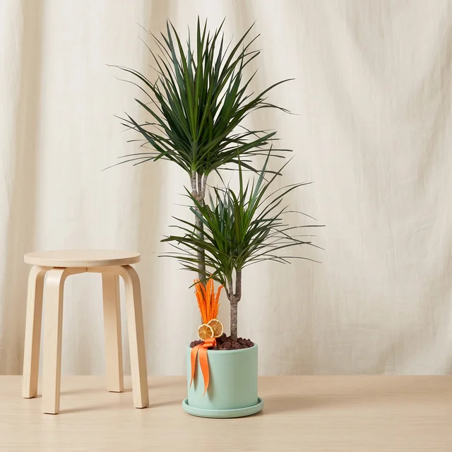 Green Dragon Dracaena Bitkisi
