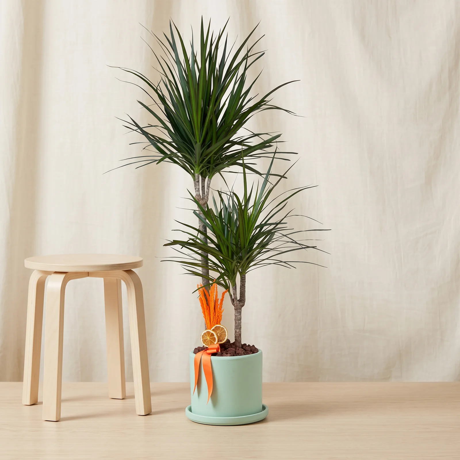 Green Dragon Dracaena Bitkisi