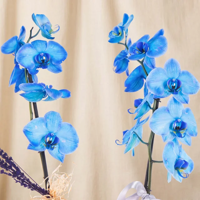 Deep Sapphire Mavi Orkide