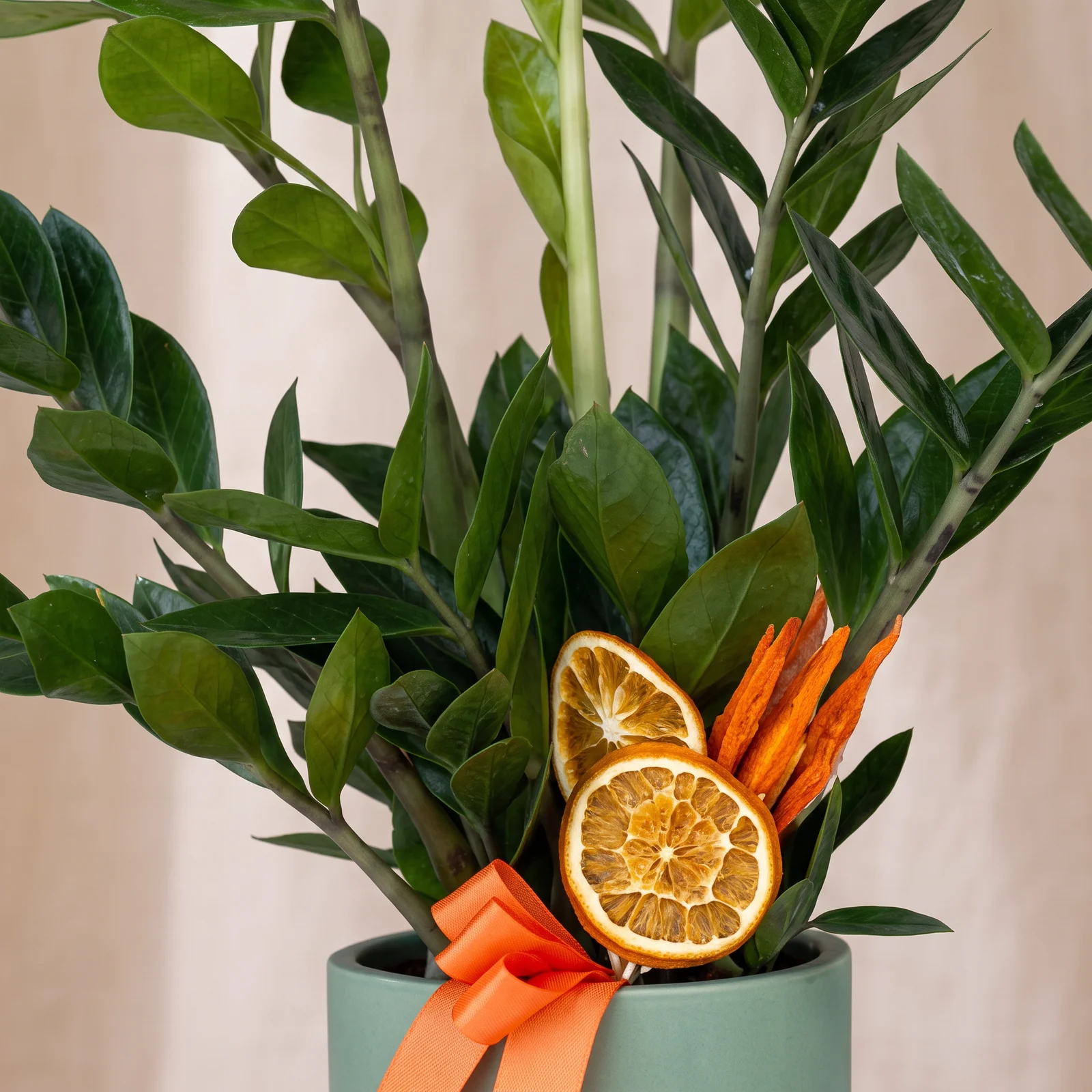Emerald Gem Zamia Bitkisi
