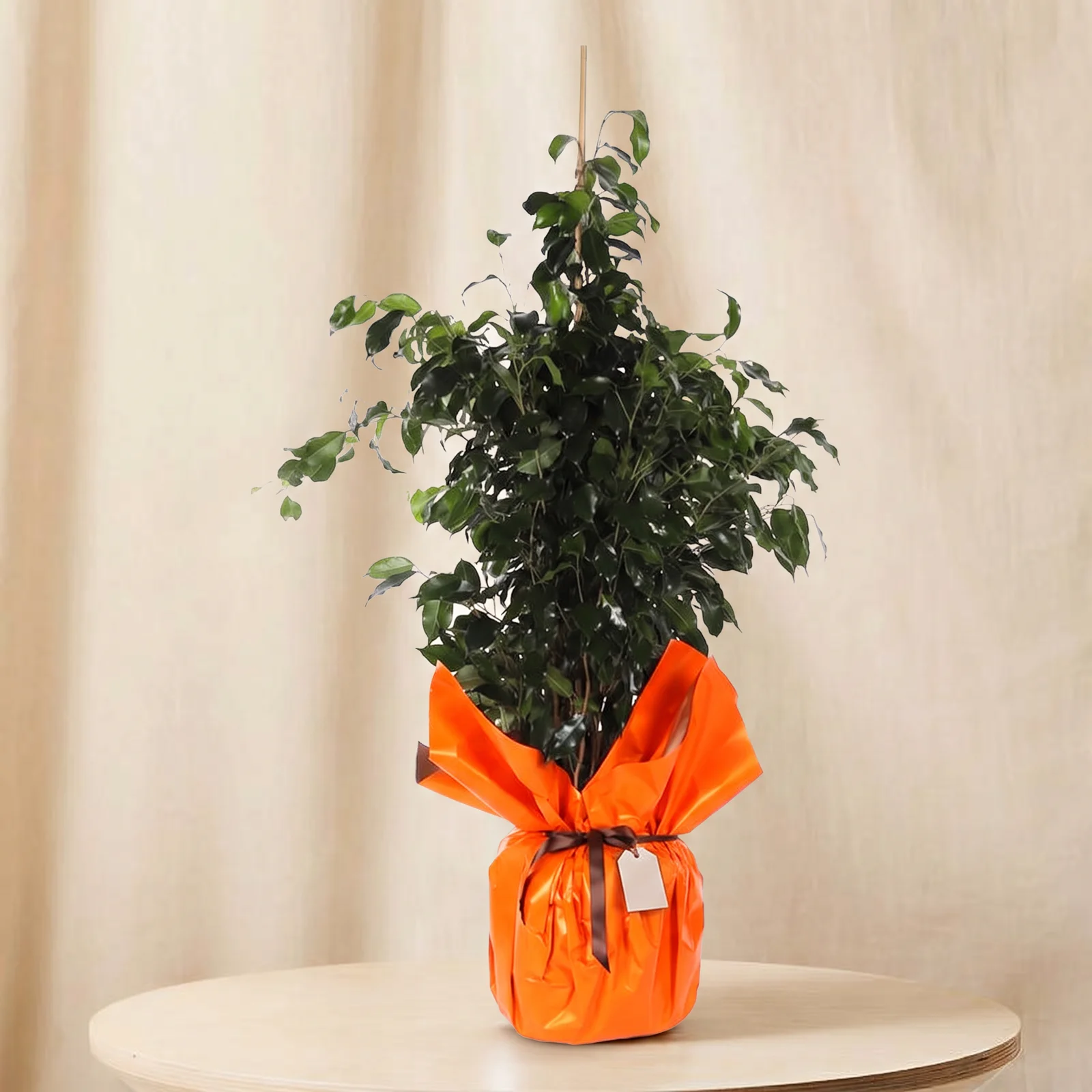 Vibrant Orange Benjamina Bitkisi