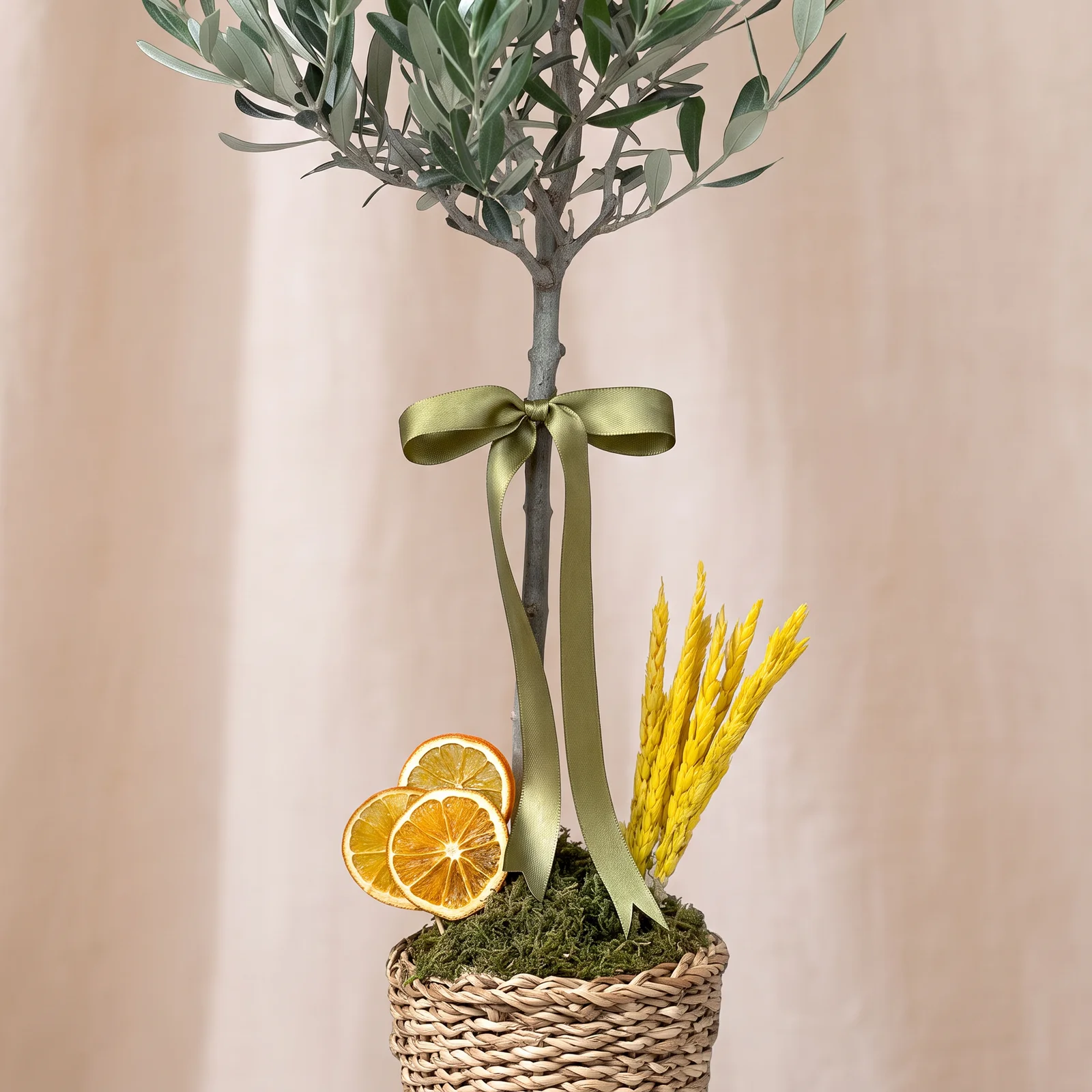 Olive Harmony Zeytin Bitkisi
