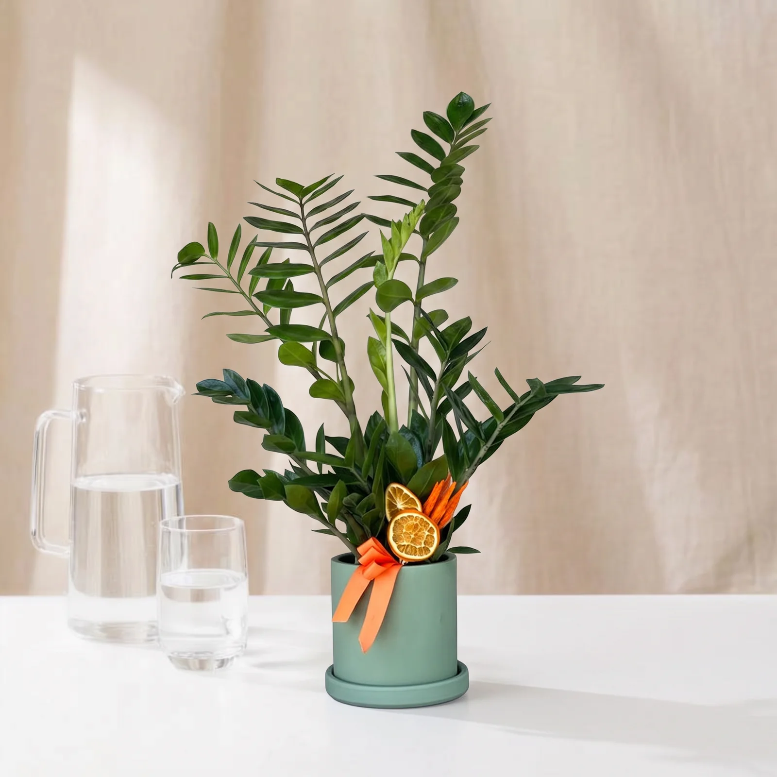 Emerald Gem Zamia Bitkisi