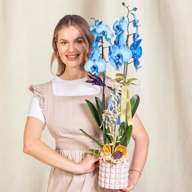Royal Blue Mavi Orkide
