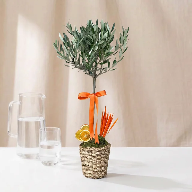 Citrus Olive Zeytin Bitkisi