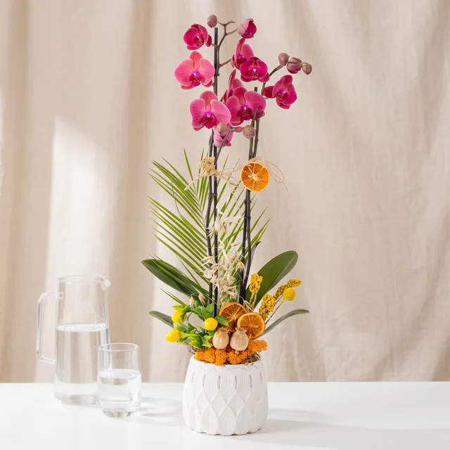 Citrus Bloom Fuşya Orkide