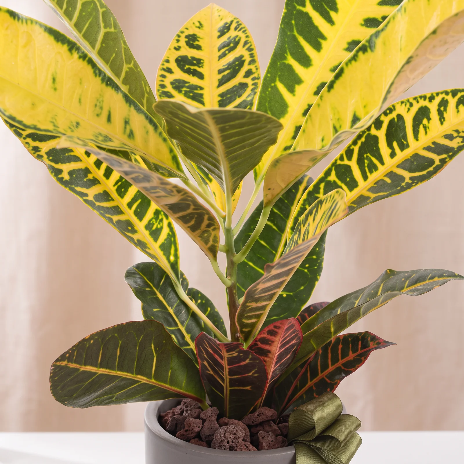 Vibrant Yellow Kraton Bitkisi