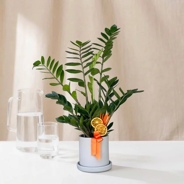 Nordic Shine Zamia Bitkisi