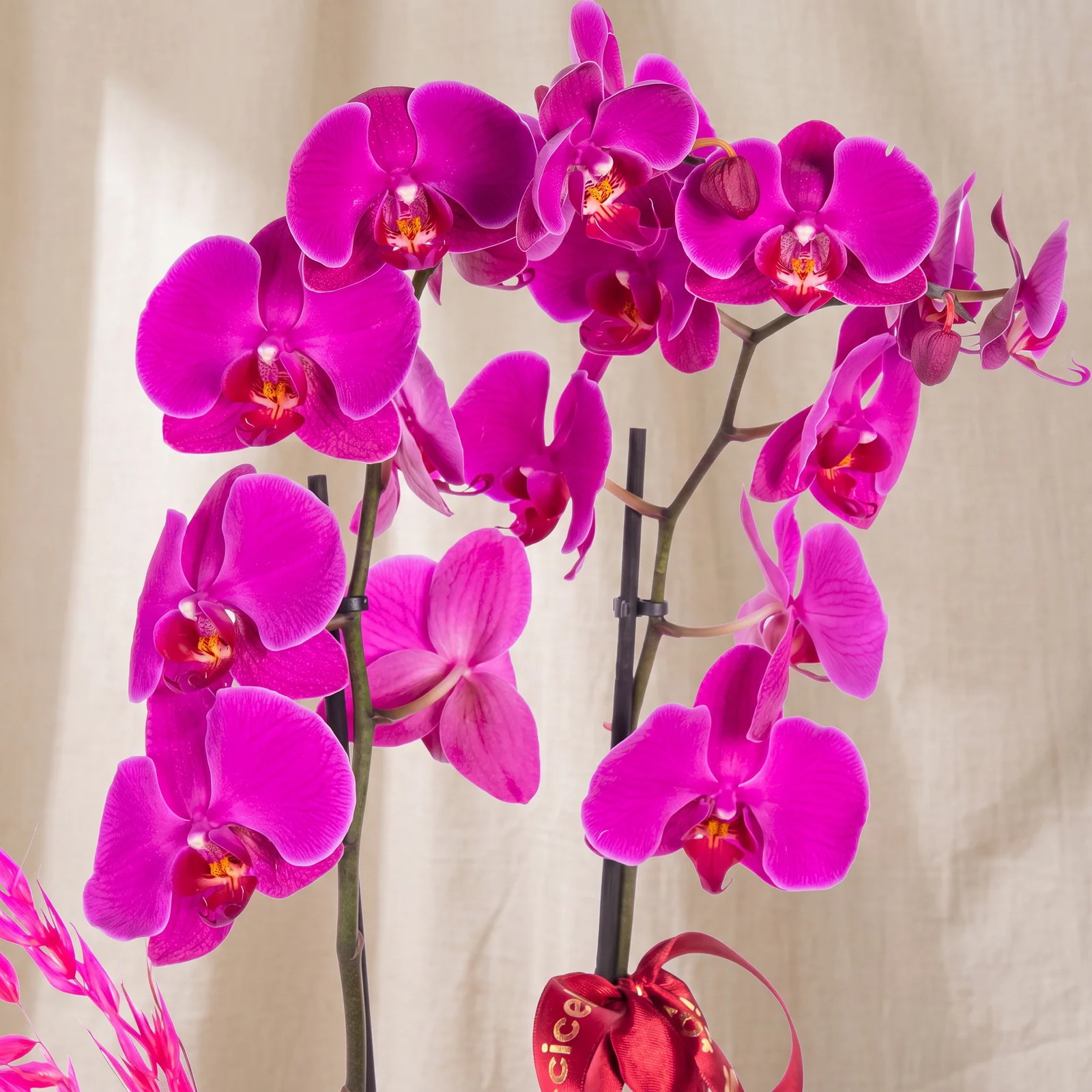 Imperial Magenta Mor Orkide