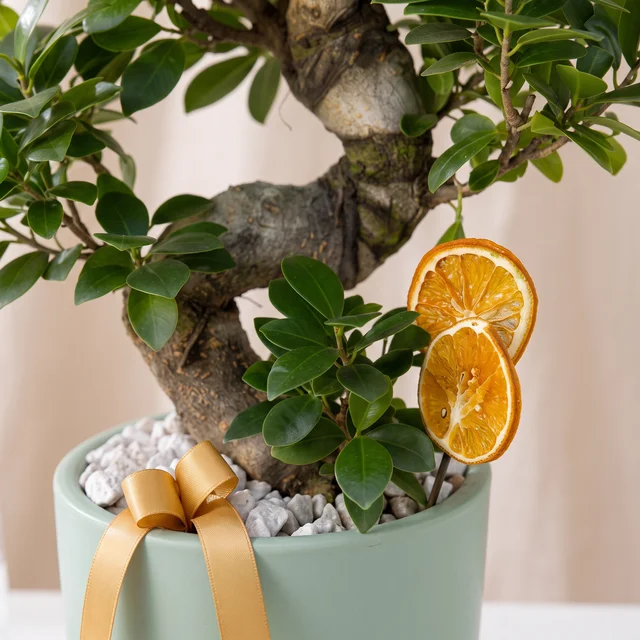 Harmony Ginseng Bonsai Bitkisi