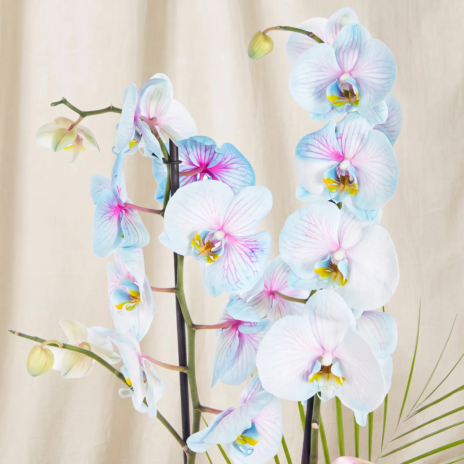 Charm Bloom Mavi Çift Dallı Orkide