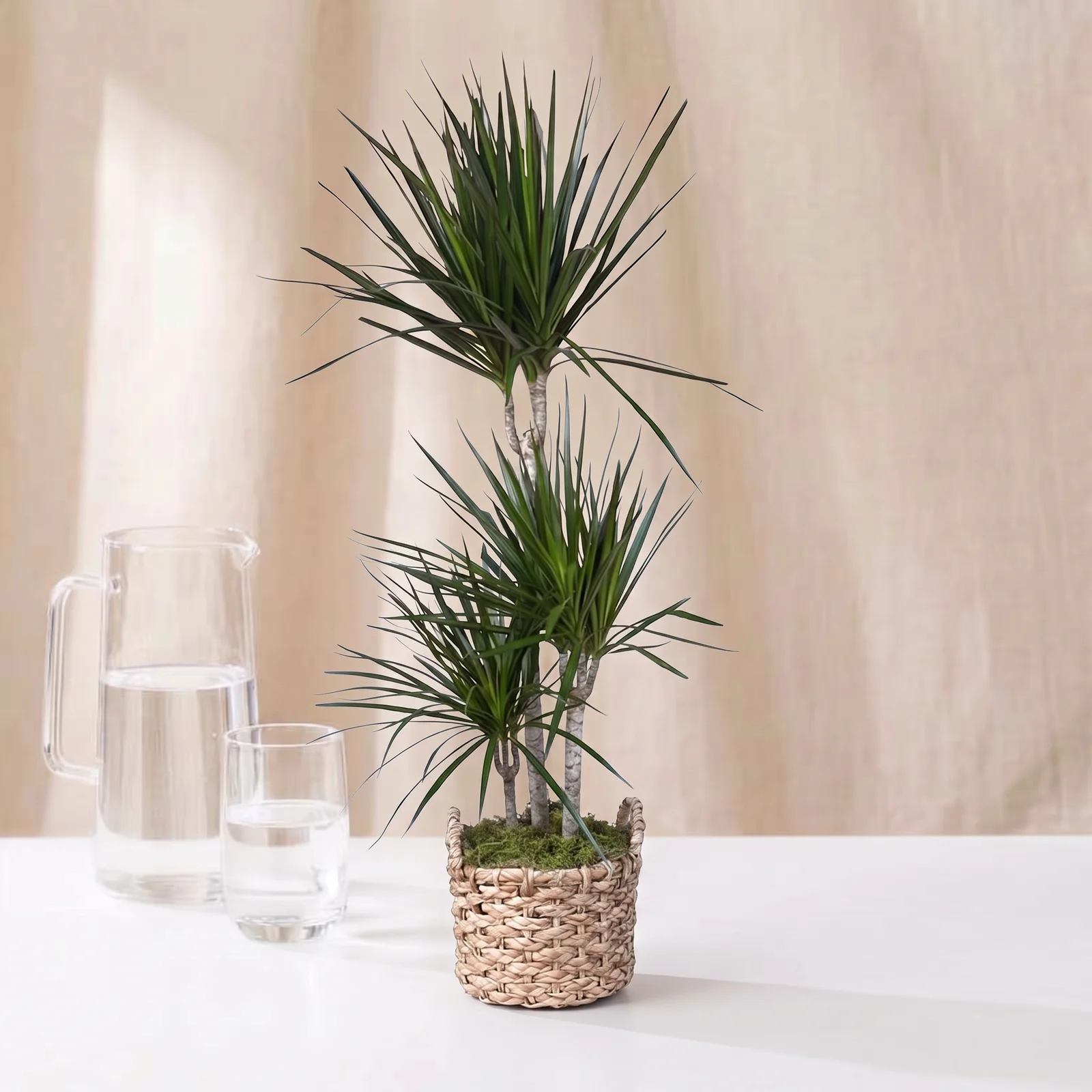 Minimalist Marginata Bitkisi