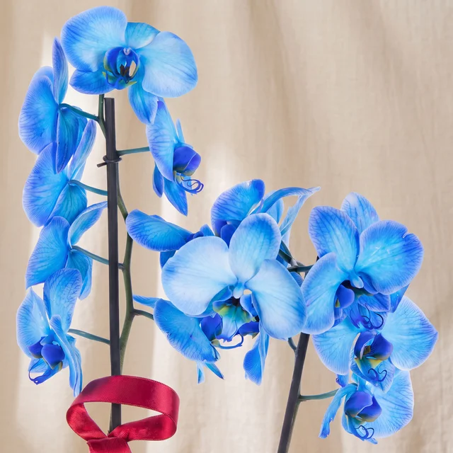 Blue Elegance Çift Dallı Orkide