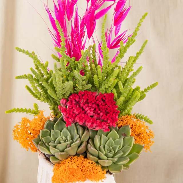 Vibrant Magenta Sukulent