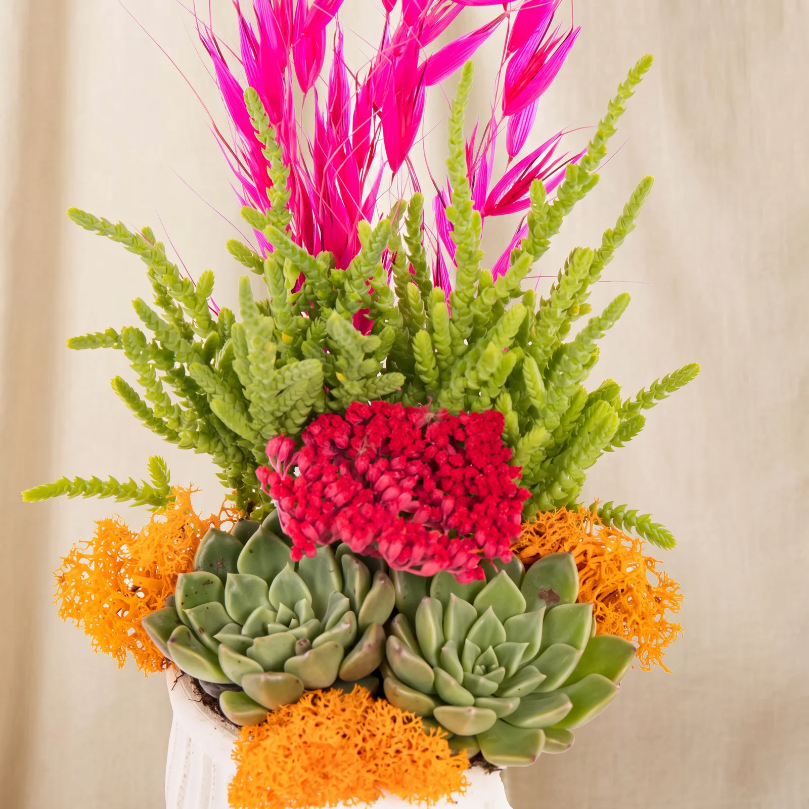 Vibrant Magenta Sukulent