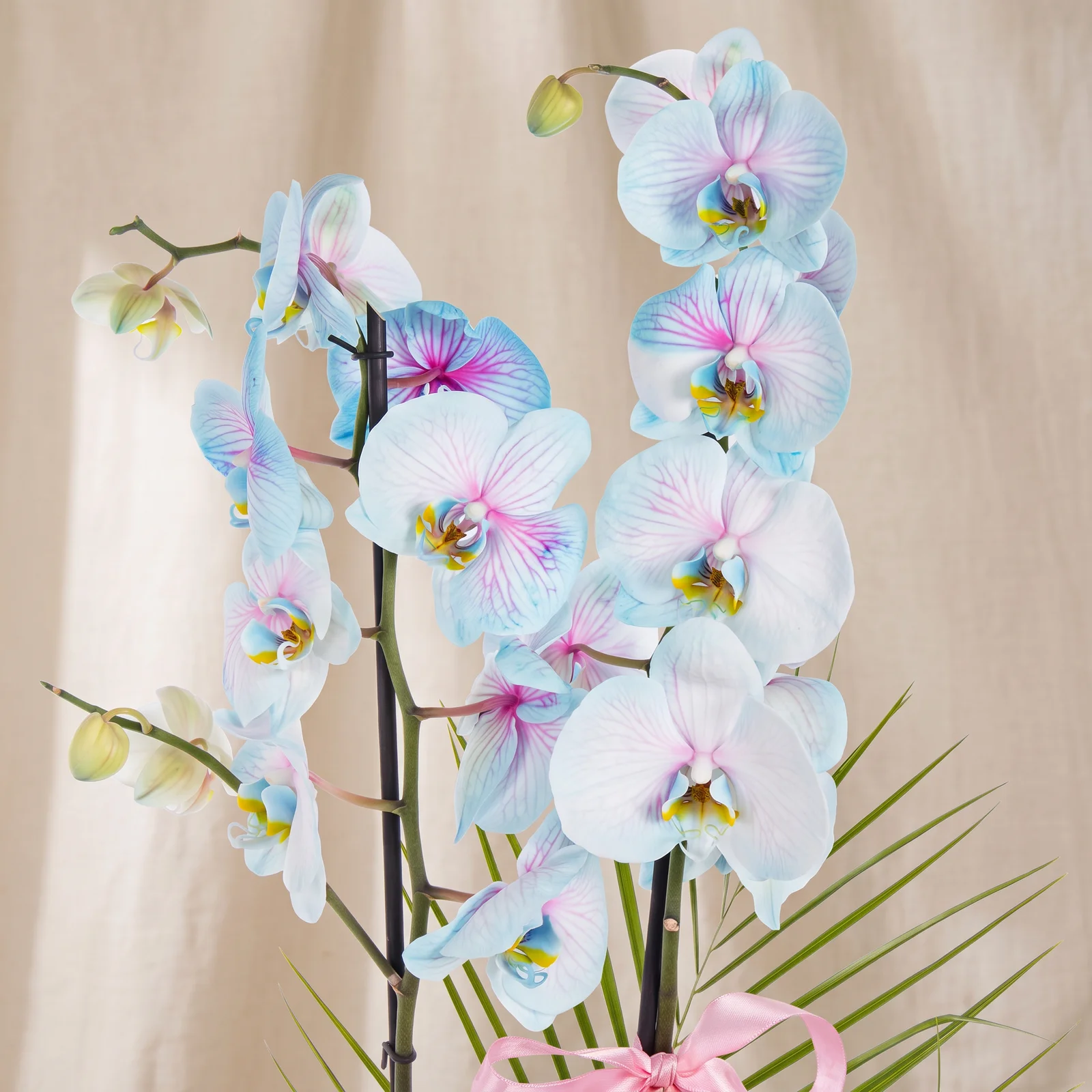 Celestial Pastel Mavi Orkide