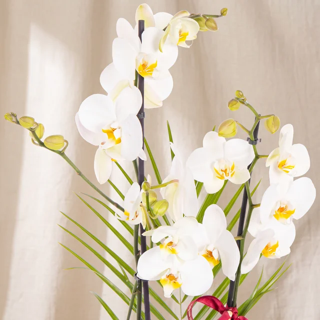 Natural Grace Beyaz Orkide