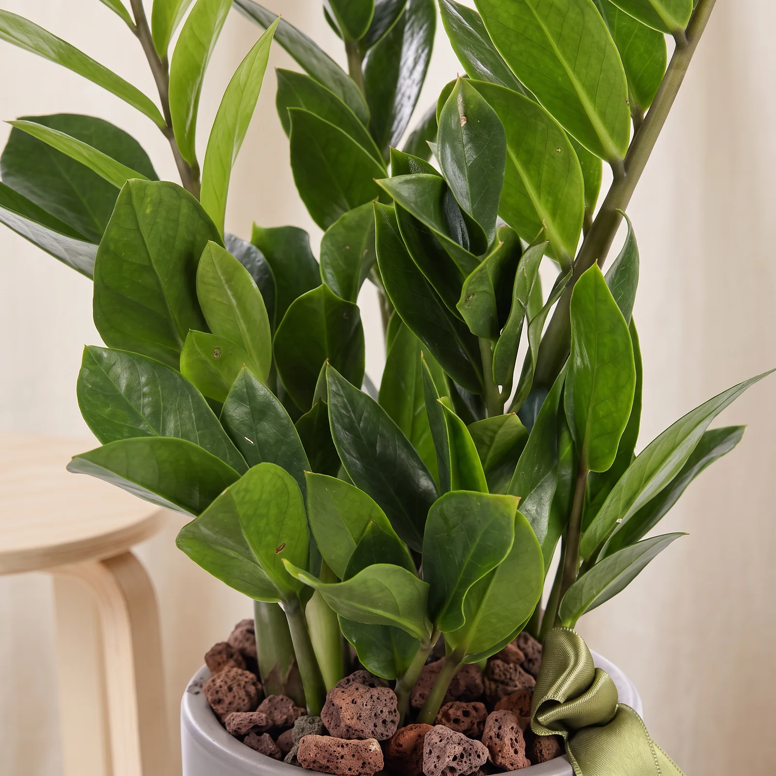 Vibrant Green Zamia Bitkisi
