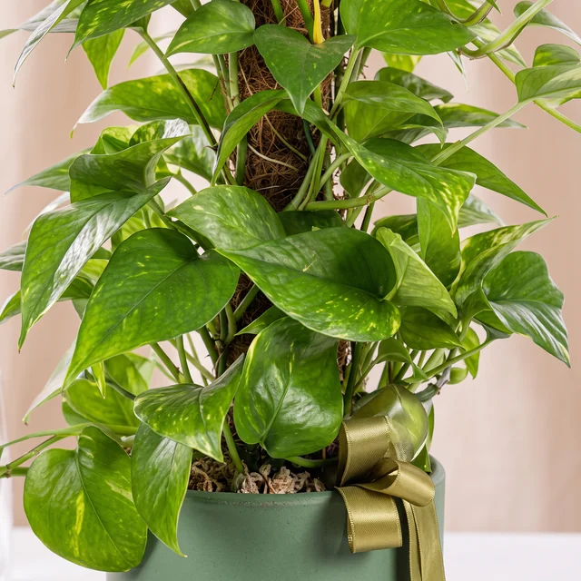 Golden Green Salon Sarmaşığı