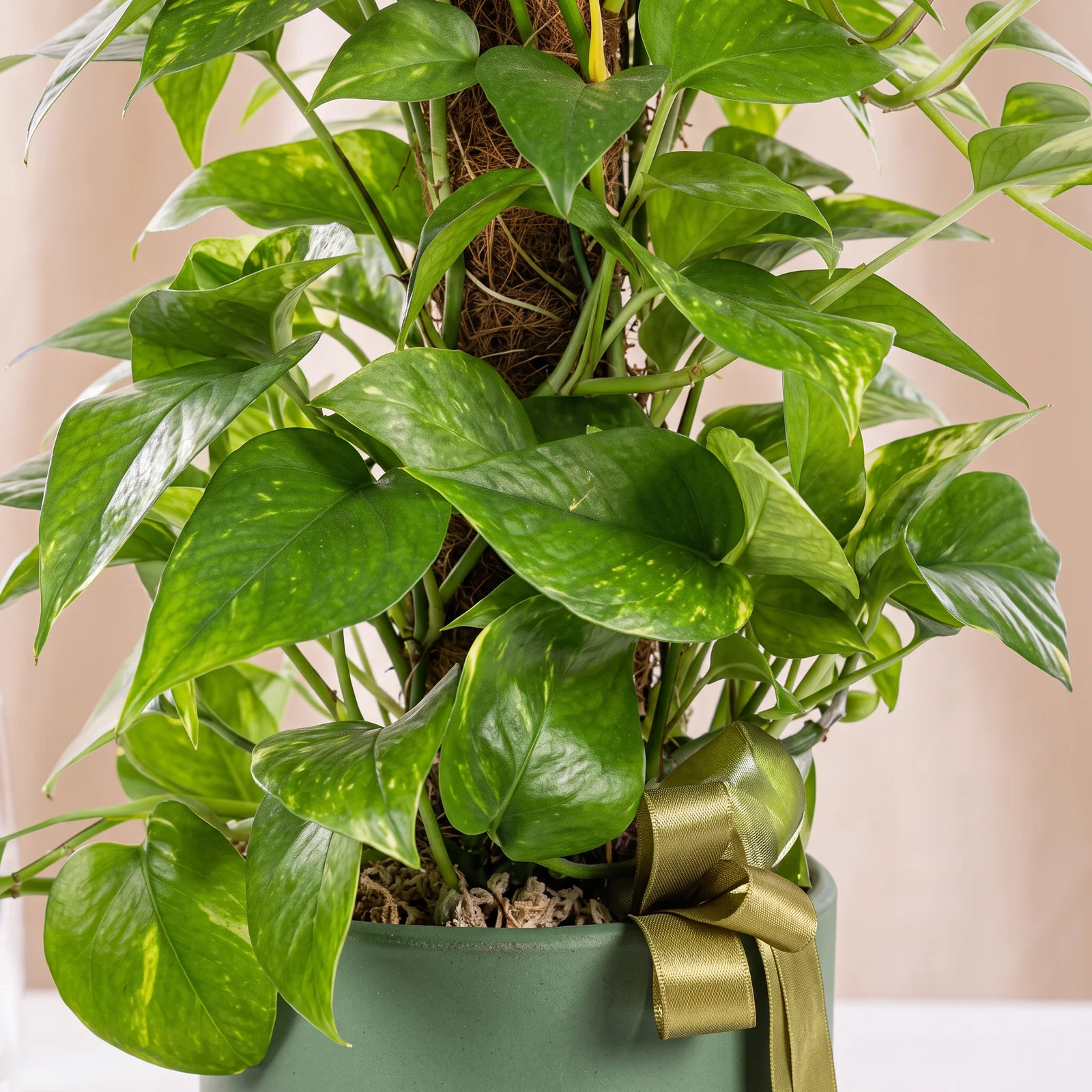 Golden Green Salon Sarmaşığı