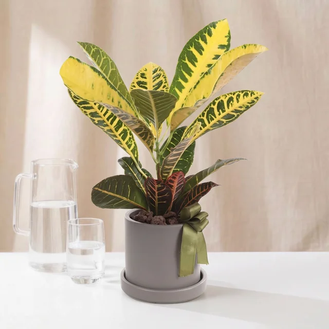 Vibrant Yellow Kraton Bitkisi