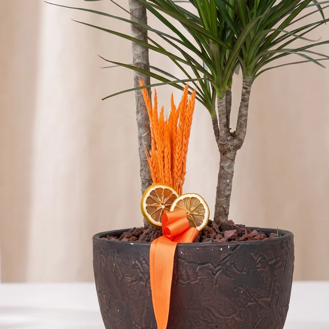 Earth Bronze Dracaena Bitkisi
