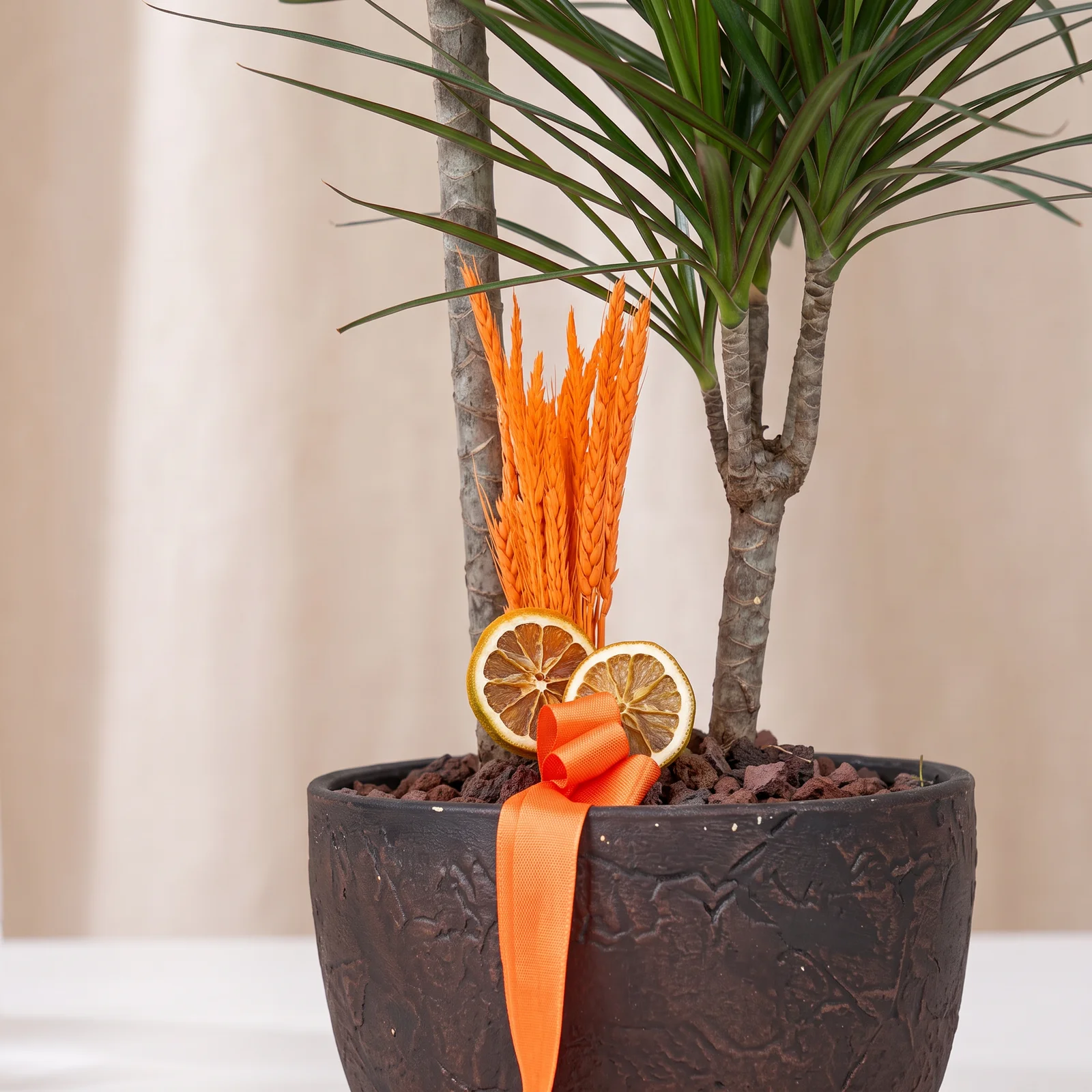 Earth Bronze Dracaena Bitkisi