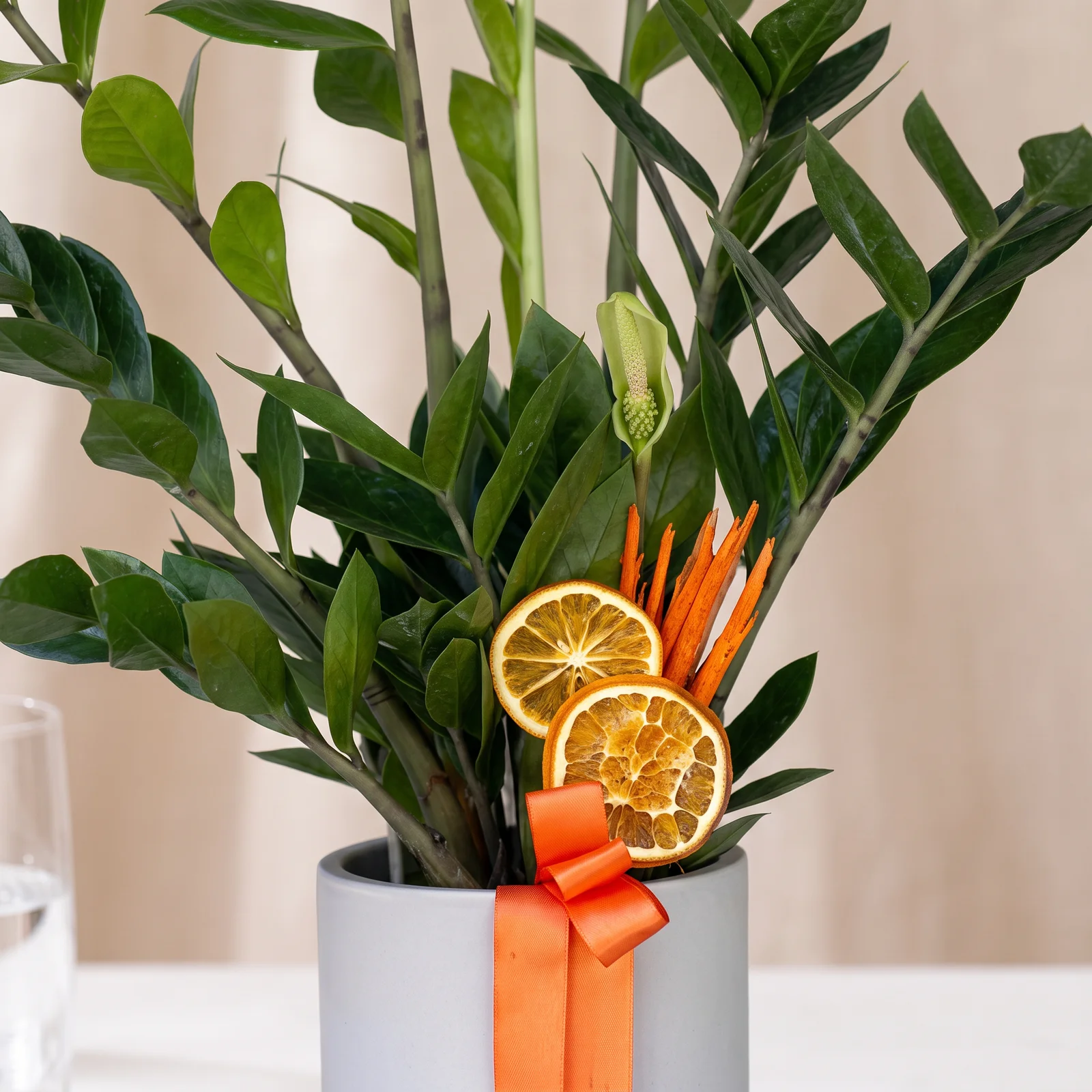 Nordic Shine Zamia Bitkisi