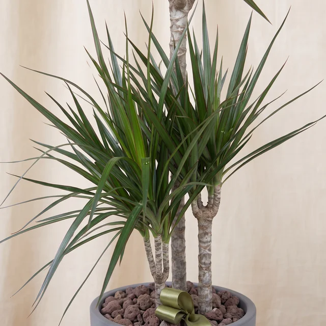 Triple Green Marginata Bitkisi