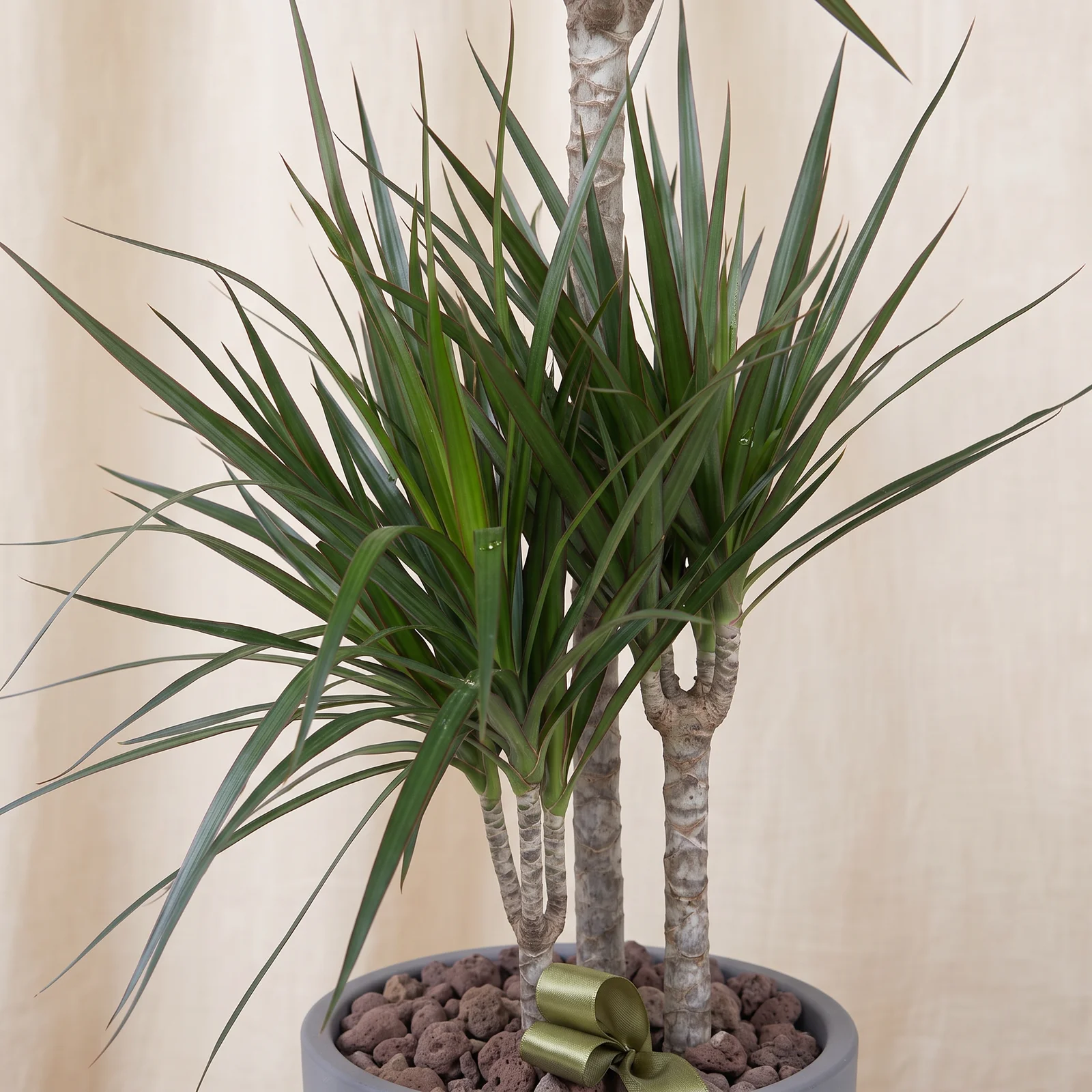 Triple Green Marginata Bitkisi