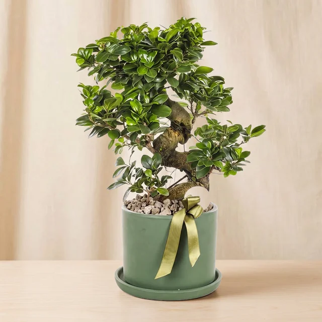 Forest Ginseng Bonsai Bitkisi