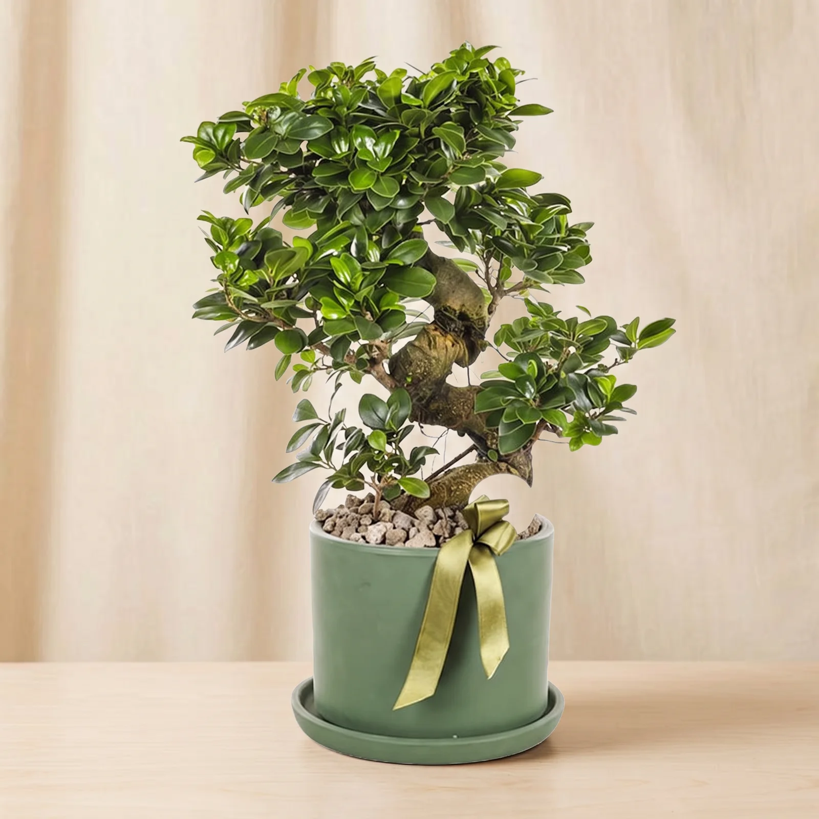 Forest Ginseng Bonsai Bitkisi