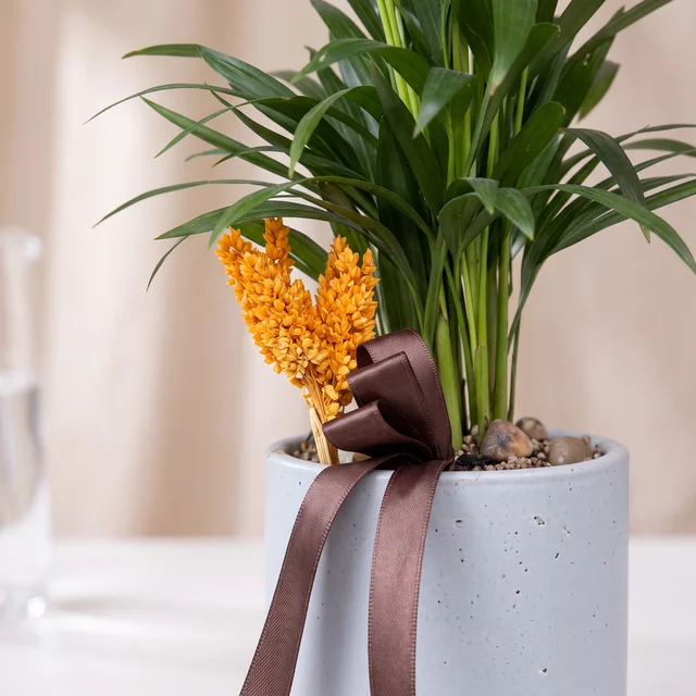 Velvet Mist Areka Bitkisi