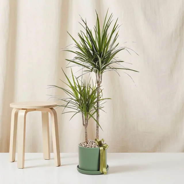 Elegant Two-Stem Marginata Bitkisi