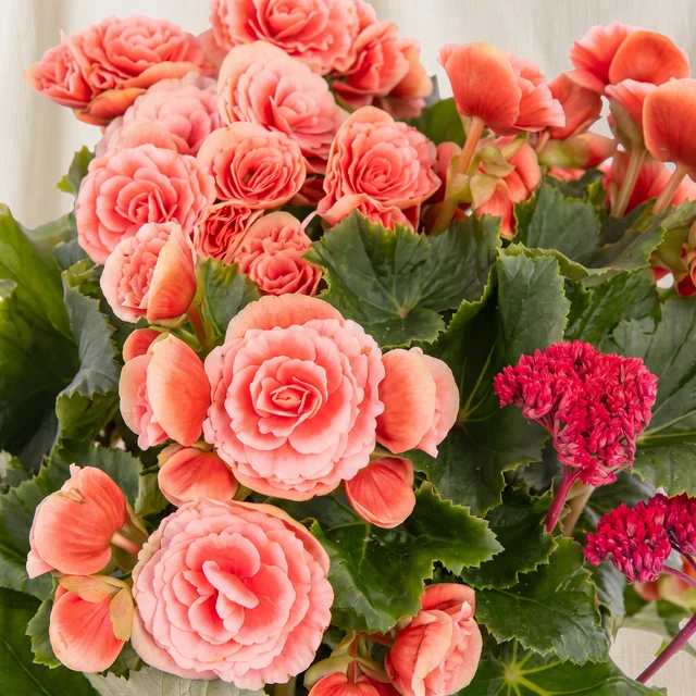 Vintage Coral Begonya