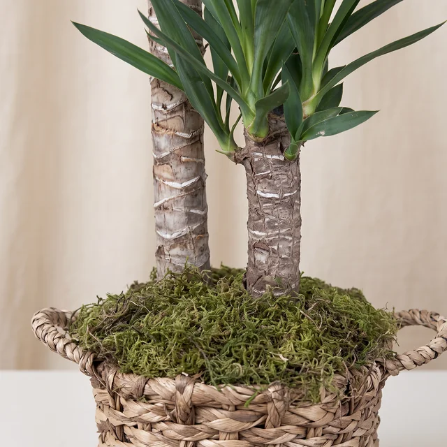 Triple Power Yucca Bitkisi